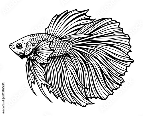 beautiful betta fish vintage monochrome vector illustration