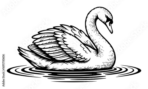 elegant swan swimming on water sketch illustration