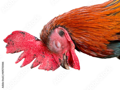Fotografi Close-up of rooster head with vibrant red comb and closed eye, isolated on white background