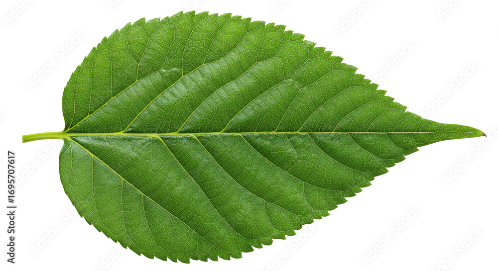 Obraz premium Single Green Leaf Detailed Closeup 5.