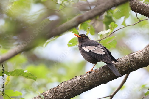 Photography The grey-winged blackbird (Turdus boulboul) is a species of Turdus in the thrush family