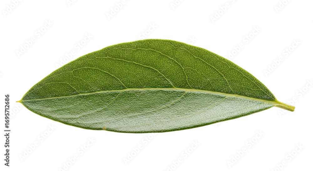 Obraz premium Single green leaf isolated on white background 12.