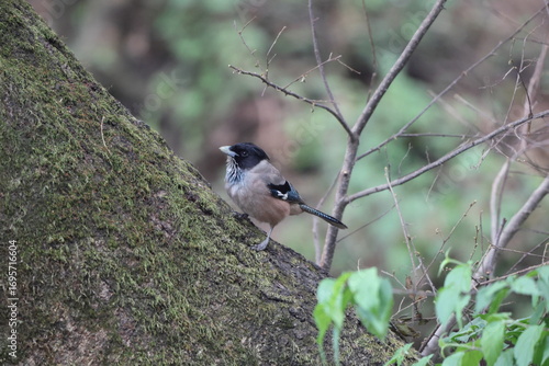 Photography Eurasian jay (Garrulus glandarius) is a species of passerine bird in the crow family Corvidae