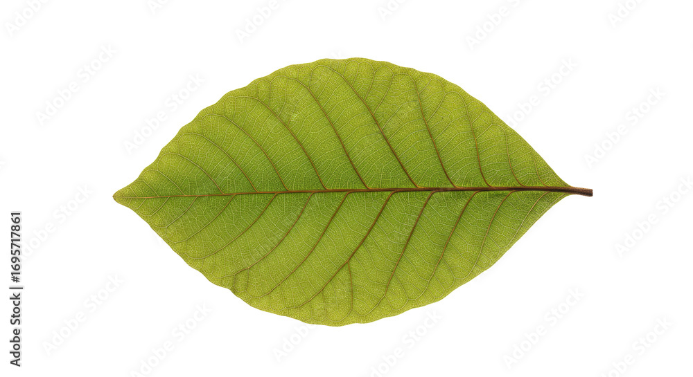 Obraz premium Single Green Leaf Isolated on White Background 28.