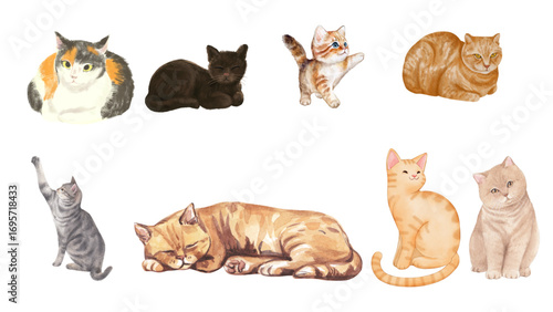 Diverse Collection of Adorable Feline Companions A Watercolor Assortment of Playful and Relaxed Domestic Cats in Various Poses and Colors, Perfect for Pet-Themed Designs