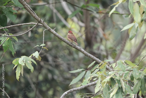 Photography The common rosefinch (Carpodacus erythrinus) or scarlet rosefinch is the most widespread and common rosefinch of Asia and Europe