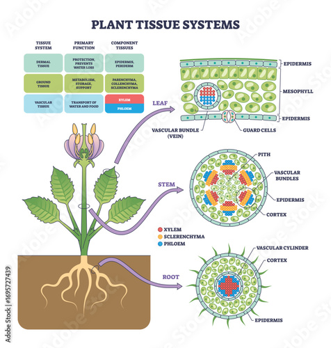 Plant tissue systems diagram shows leaf, stem, and root cross-sections, highlighting xylem, phloem, and epidermis. Outline diagram