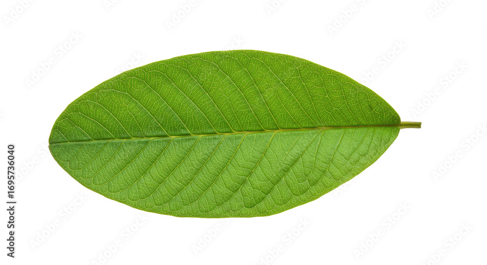 Obraz premium Single guava leaf isolated on white background 2.