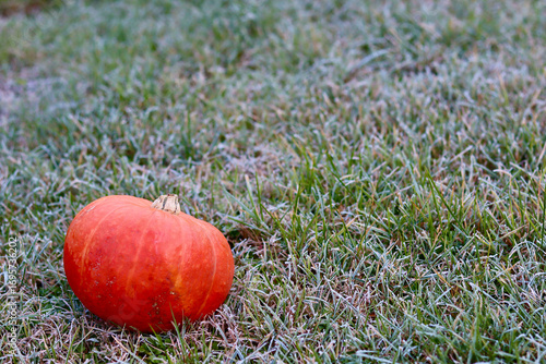 Frosty autumn morning with a pumpkin lying in the grass.