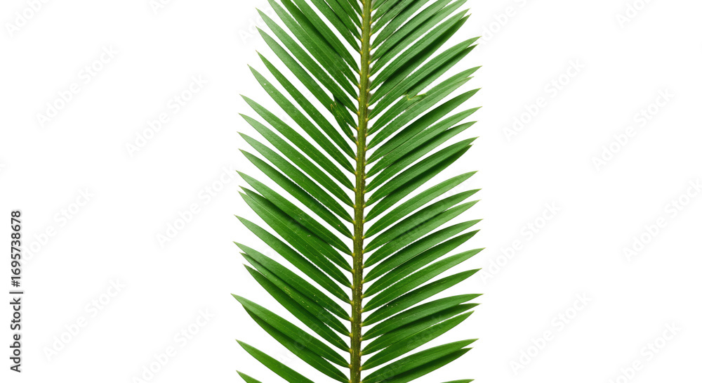 Obraz premium Single Palm Leaf Close Up Detailed View.