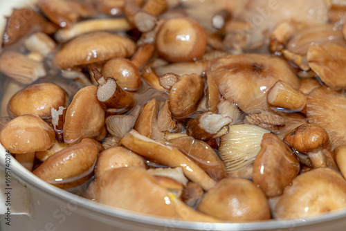 Delicious honey mushrooms in a ceramic plate . Honey fungus (Armillaria mellea) mushrooms in the bowl. Selective focus. Shallow depth of field.Mushrooms in a saucepan.