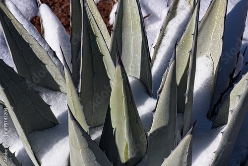 Closeup of Parry's agave, Agave parryi, surrounded by snow, Sedona, Arizona.