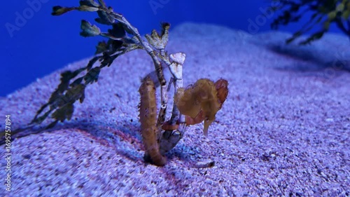 Two male seahorses showing off their strong tail grip and swimming skills to impress, compete, and attract a female seahorse to mate with. Territorial behavior.