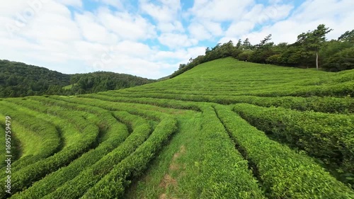 FPV video of a large area of green tea fields in the boseong. 보성 녹차밭