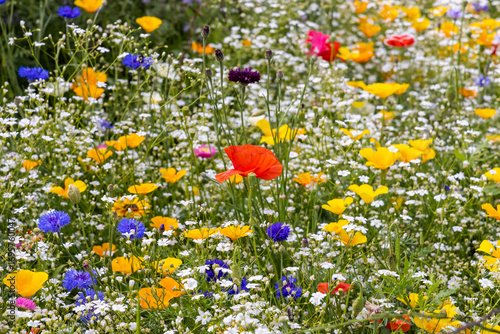 Field of colorful flowers