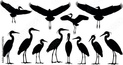 Silhouette collection of majestic herons in various poses wildlife birds for artistic use