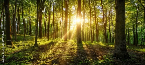 Sunlight streaming through a lush green forest, creating a serene and vibrant atmosphere