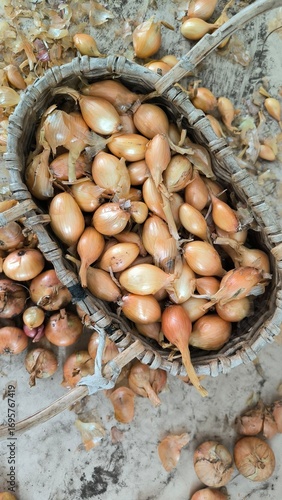 onionclose 