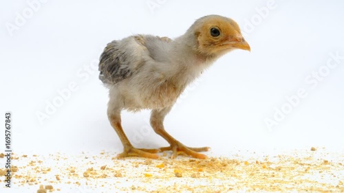 a gray chick isolated on a white background