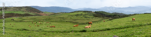 Cows among green pastures under a blue sky