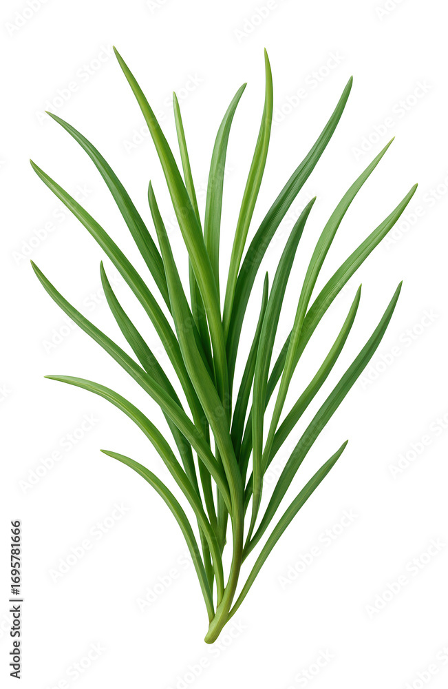 Fototapeta premium Cluster of narrow, grass-like succulent leaves