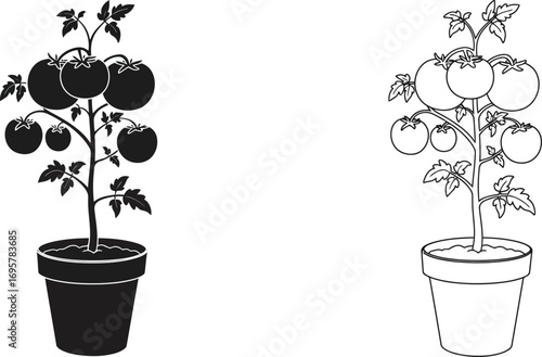 a tomato plant growing in pot with ripe tomatoes