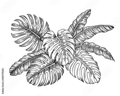 Detailed black and white sketch of lush tropical monstera plant leaves