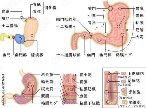 胃　構造　イラスト　日本語