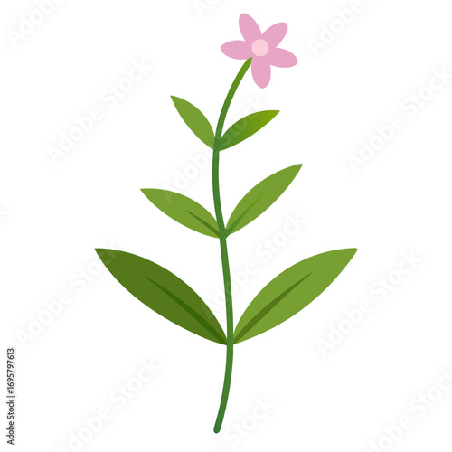  summer savory  vector on white background