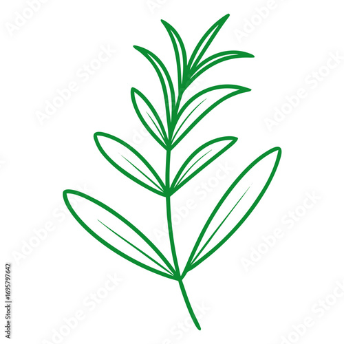  summer savory line art vector on-white