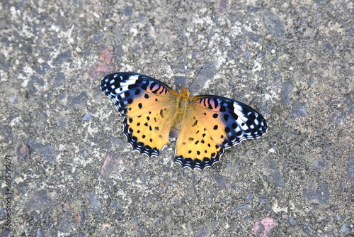 211023_butterfly