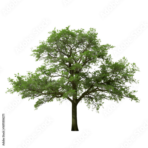 Trees, transparent background, the relaxing shade of nature