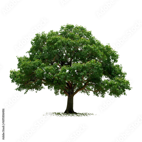 Trees, transparent background, the relaxing shade of nature