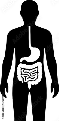 Silhouette of Human Body with Digestive Tract -Anatomy Vector  With White Backgrounds 