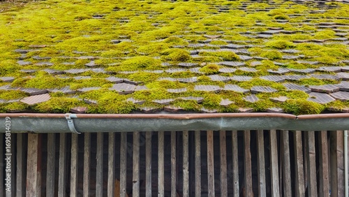Canvas-taulu Close-up view of a bright green mossy roof on an old wooden barn