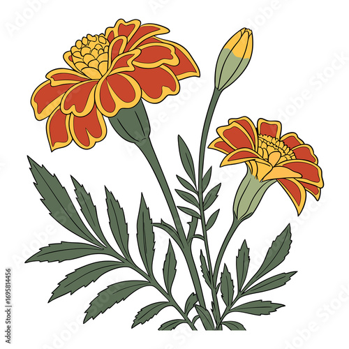 Vibrant marigold flowers with bud and leaves illustration