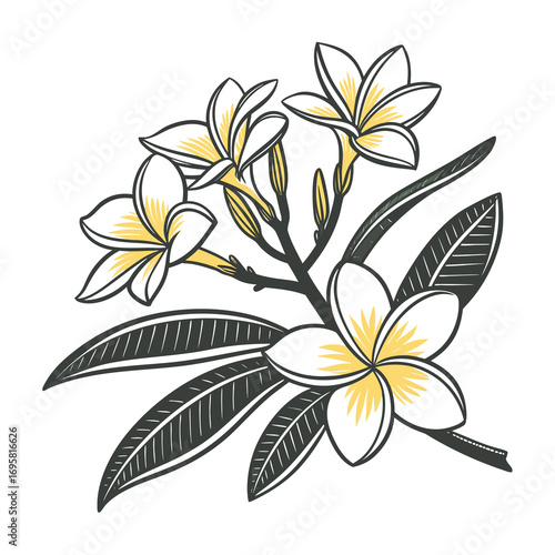 Hand drawn sketch of plumeria flowers and leaves with watercolor accents