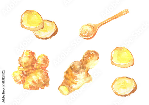 生姜の水彩イラスト