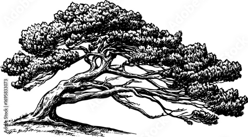 Tree with spreading branches and dense foliage. Monochrome pine sketch with textured trunk in vintage style. Vector illustration.