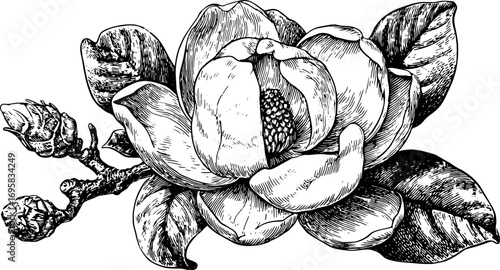 Magnolia flower in black and white outline style. Vintage vector illustration showcasing detailed botanical elements.