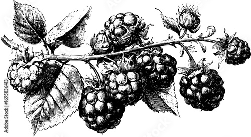 Raspberry branch with a black and white outline drawing. Vintage botanical illustration in classic style vector.