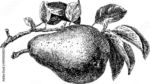 Pear fruit with leaves and branch in detailed handdrawn black and white vector illustration. Vintage engraving style botanical vector illustration for design.