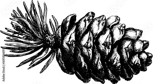 Pinecone with needles in black and white, vintage style. Detailed botanical drawing, monochrome vector illustration.