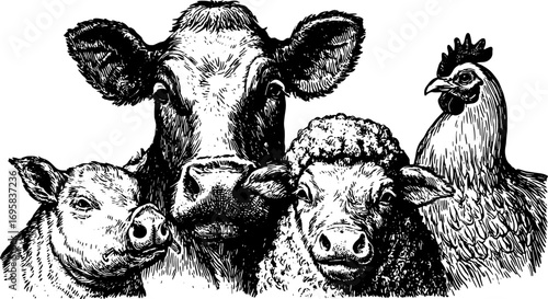 Cow, pig, sheep, and chicken heads in a vintage line drawing. Black and white farm animal set, vector illustration.