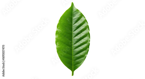 Single vibrant green coffee leaf isolated.