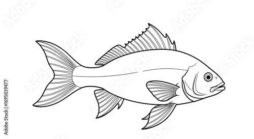 Illustration of a common goldfish swimming isolated on white background side view