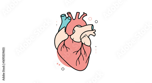 Anatomy and function of the human circulatory system a vital biological process
