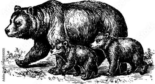 Black and white vector illustration of a bear and its cubs in vintage outline style. This detailed drawing showcases wildlife in a natural setting.
