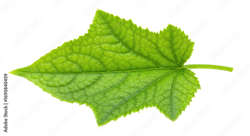 Fototapeta premium Single vibrant green leaf detailed view 8.