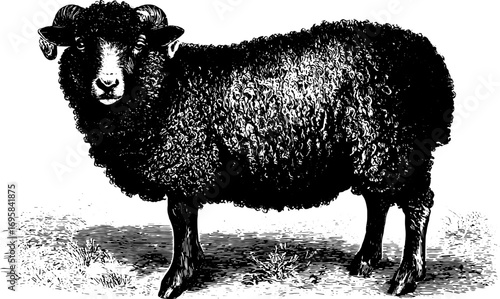 Sheep with curly wool and horns in a vintage engraving style. Farm animal vector illustration with monochrome rustic graphic.